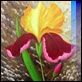 Dipinti ad Olio -  - Fiori