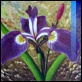 Dipinti ad Olio -  - Lilium