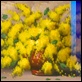 Dipinti ad Olio - - F. Giordano "Mimose"