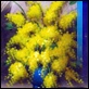 Dipinti ad Olio - - Mimose