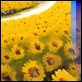 Dipinti ad Olio - - Campo di girasoli