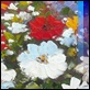 Dipinti ad Olio - - Vaso con fiori