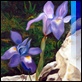 Dipinti ad Olio - - Iris