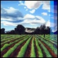 Dipinti ad Olio - - Campagna