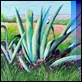 Grafica di Autore - Franco Azzinari - Agave